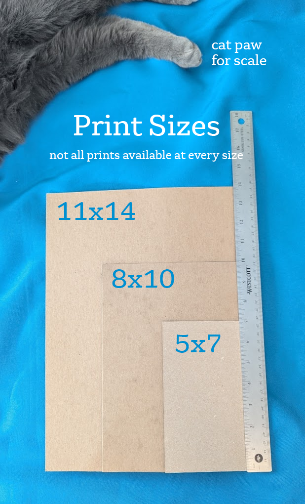 Three matte boards resting on top of a bed in 11 by 14 inches, 8 by 10, and 5 by 7 stacked on top of one another next to a ruler, showing how big they are. At the top of the picture is a cat leg and paw.
