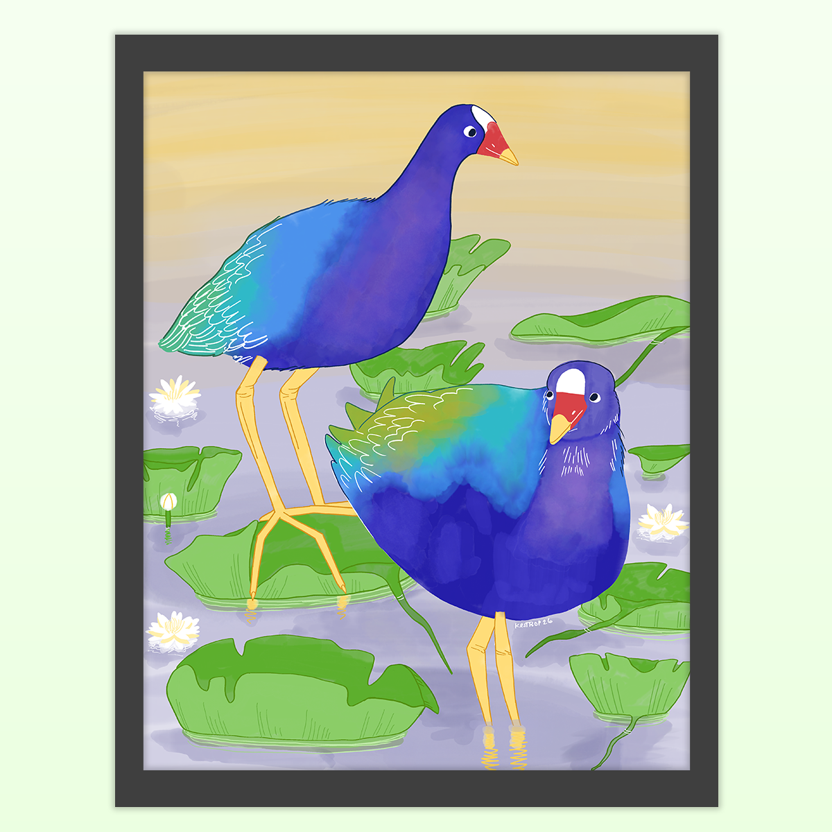 Illustration of two purple shorebirds with long yellow legs in water, on top of lilypads. several white water lilies are in the water too.